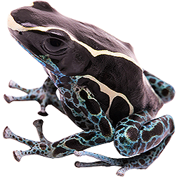 Vanessa Dart Frog